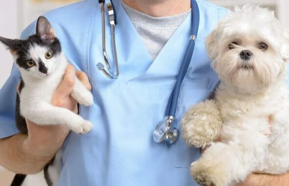 tamiami trail animal hospital veterinary