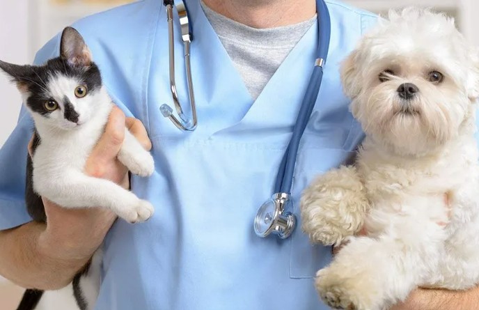 tamiami trail animal hospital veterinary